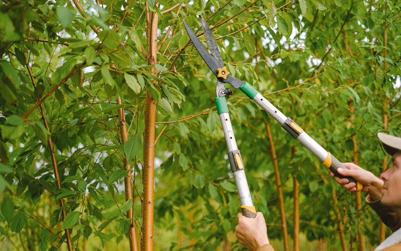 Tree trimming in Hakalau, HI